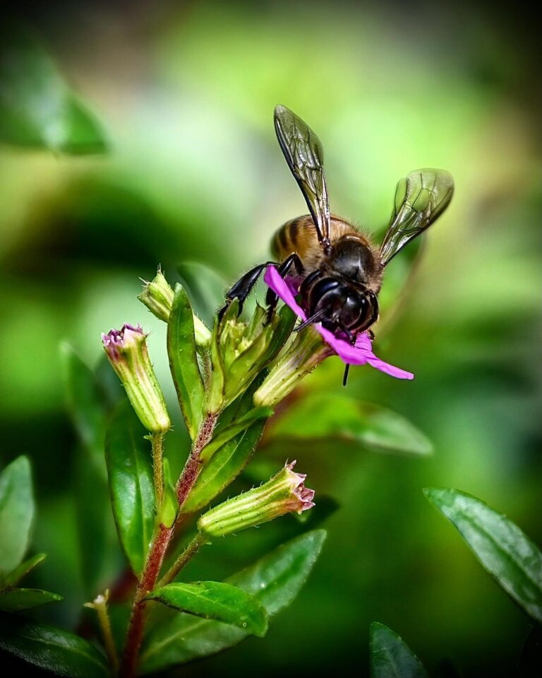 Trying something new. Bee