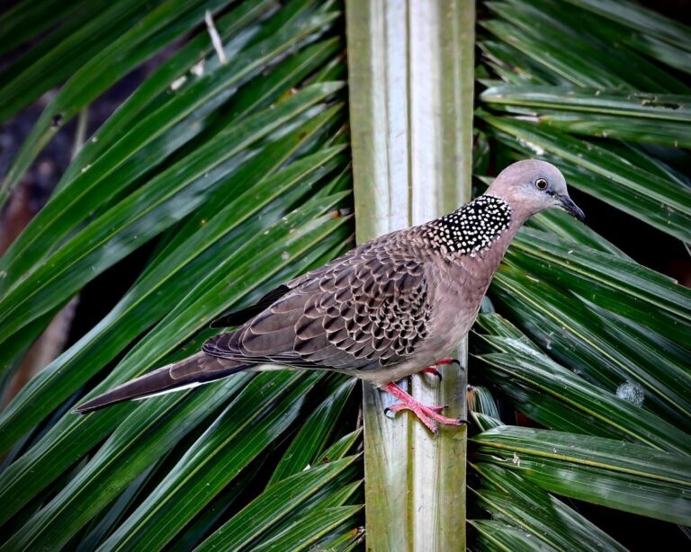 Dove