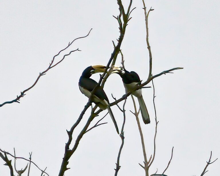 Romeo & Juliet (Act 2) played by Oriental Pied hornbills