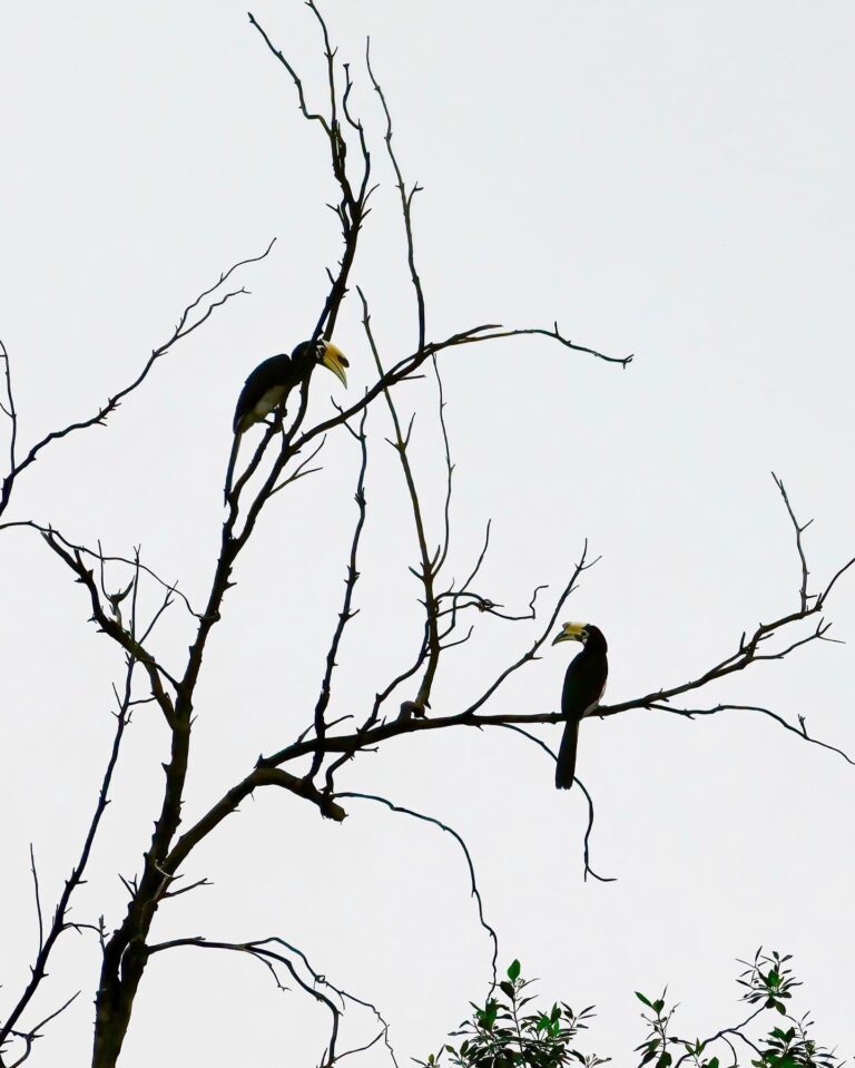 Romeo & Juliet (except the male is on the upper left side here) played by Oriental Pied hornbills