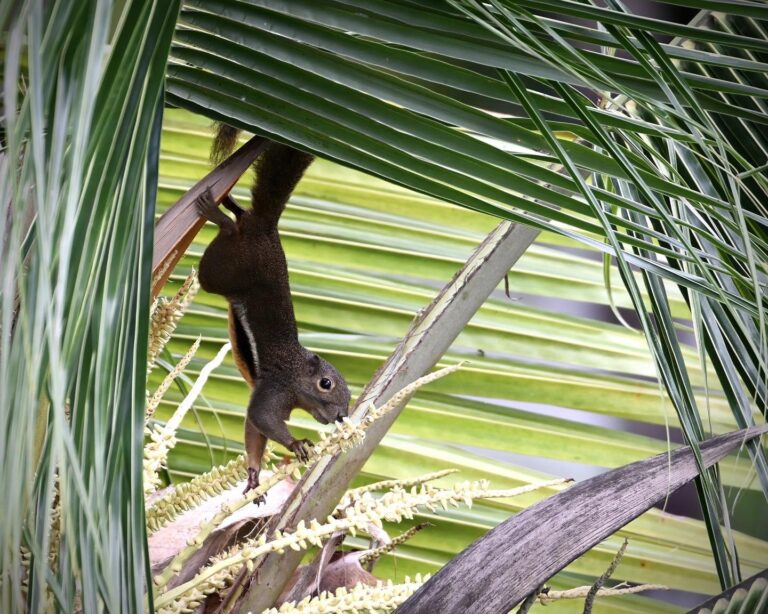 Acrobatic yet balanced, fluffy and soft, agile and strong, cute and crazy, green and safe! That’s how I…