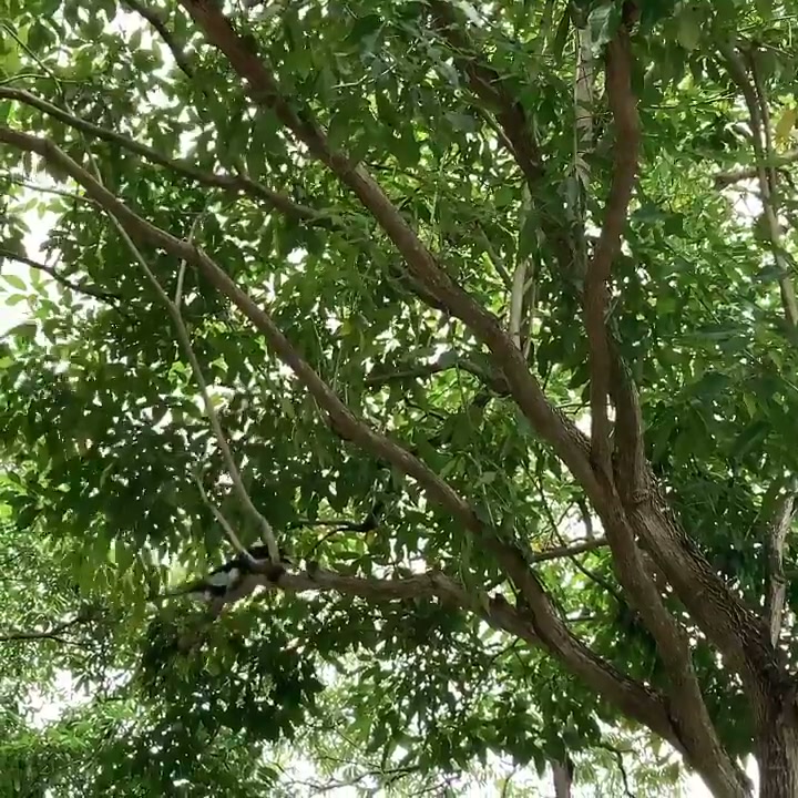 Fighting Oriental Pied Hornbills, not too far