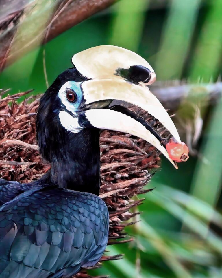 “I don’t like it when people watch me while I’m eating!”. Male Oriental Pied Hornbill. I confess I am a…