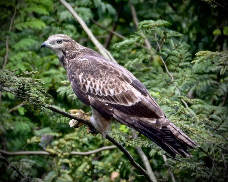 Oriental Honey Buzzard, image 1
