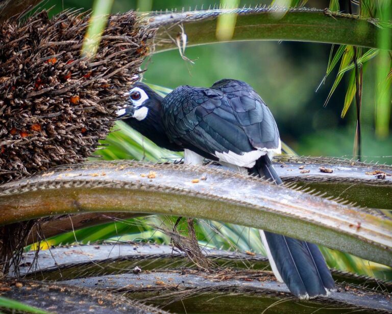 Hide-and-seek with a male Oriental Pied Hornbill. Look how he throws the berry in the air before catching…, image 1