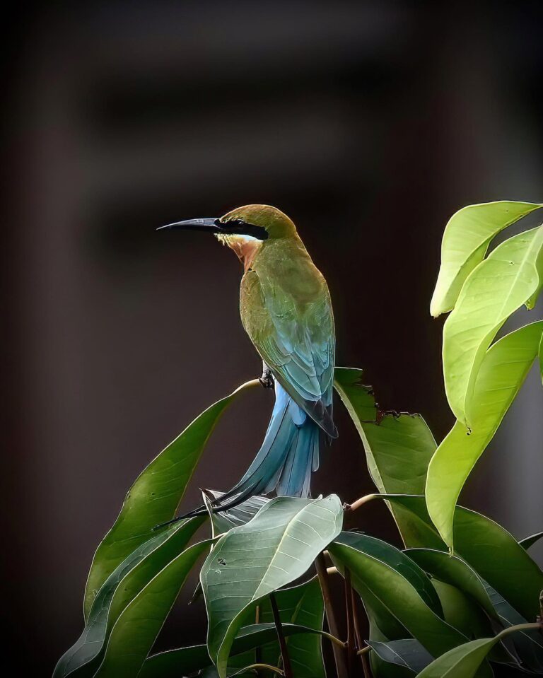Different faces of the Blue-tailed Bee-eater, taken from a bit far away, image 1