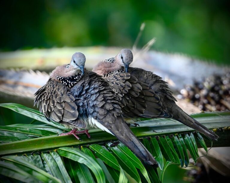 Spotted Dove, image 1
