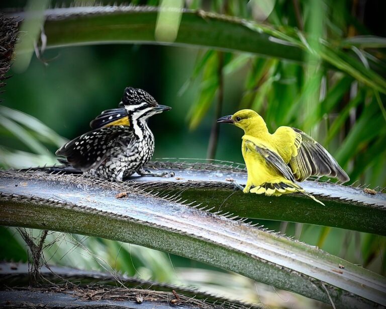 So this is why the female Flameback Woodpecker was angry: she got into a fight with a juvenile Black-naped…, image 1