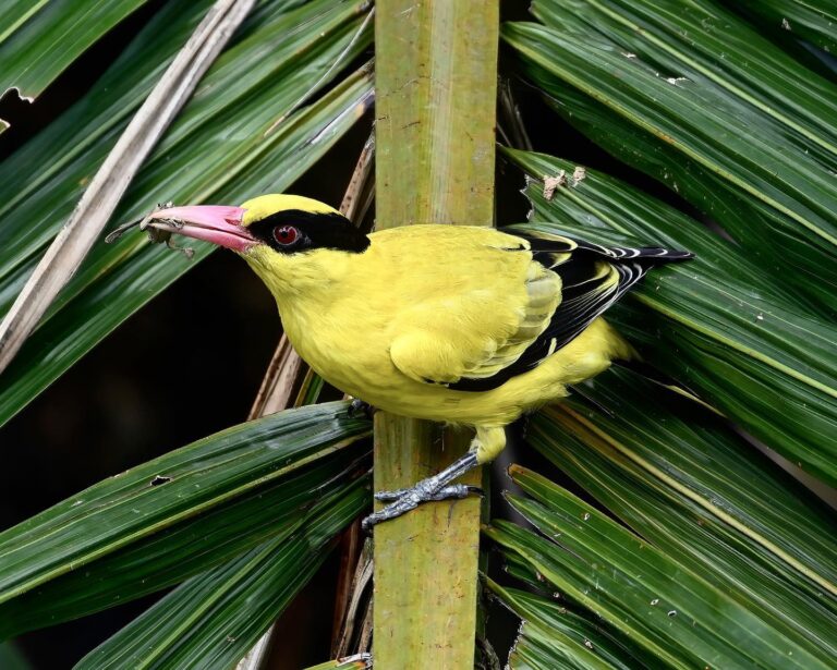 Black-naped Oriole, image 1