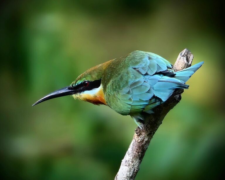 Another perspective on the Blue-tailed Bee-eater, a few kilometres away