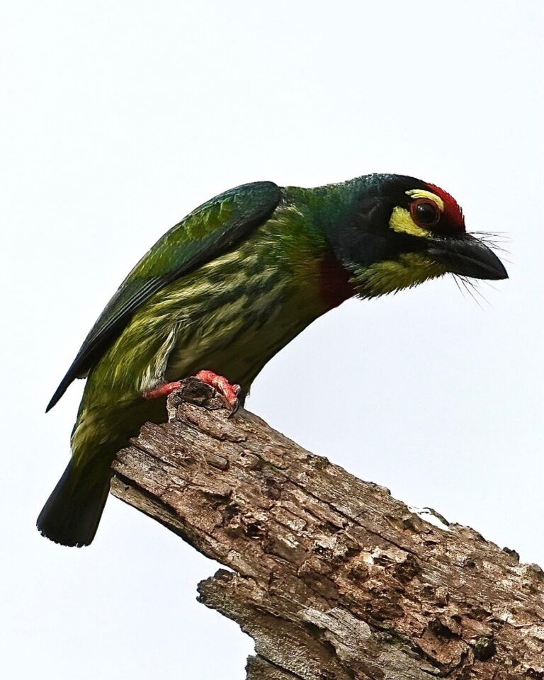 Coppersmith Barbet, image 1