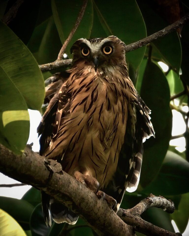 Buffy Fish Owl, image 1