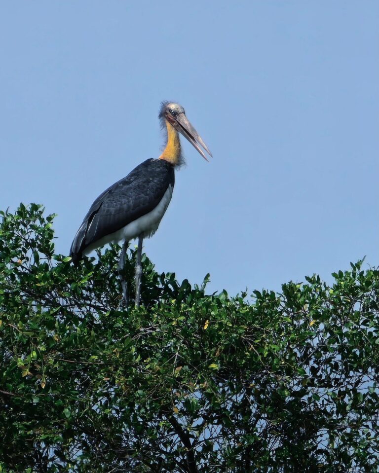 Lesser Adjutant, taken from very far away…, image 1