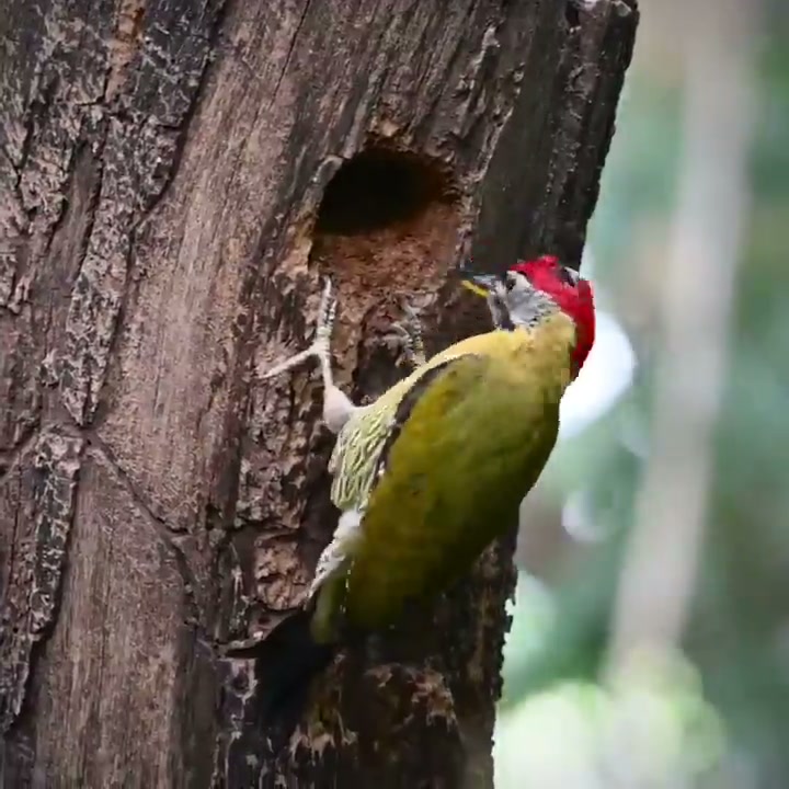 Male Laced Woodpecker diligently digging his nest