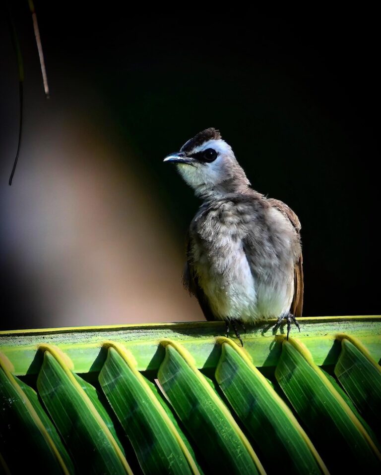 Bulbul