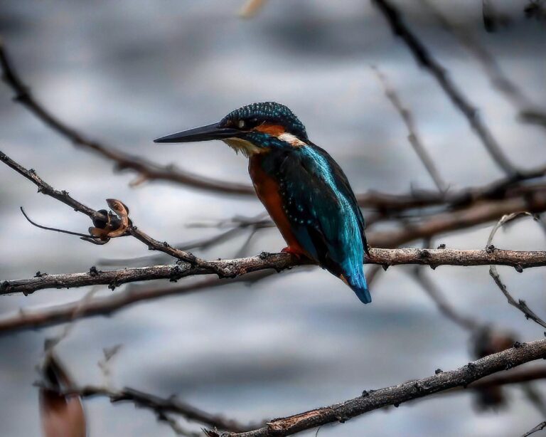 Common Kingfisher