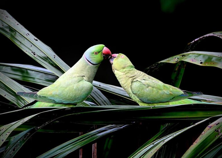Getting ready for Valentine’s Day! Rose-ringed Parakeet lovers