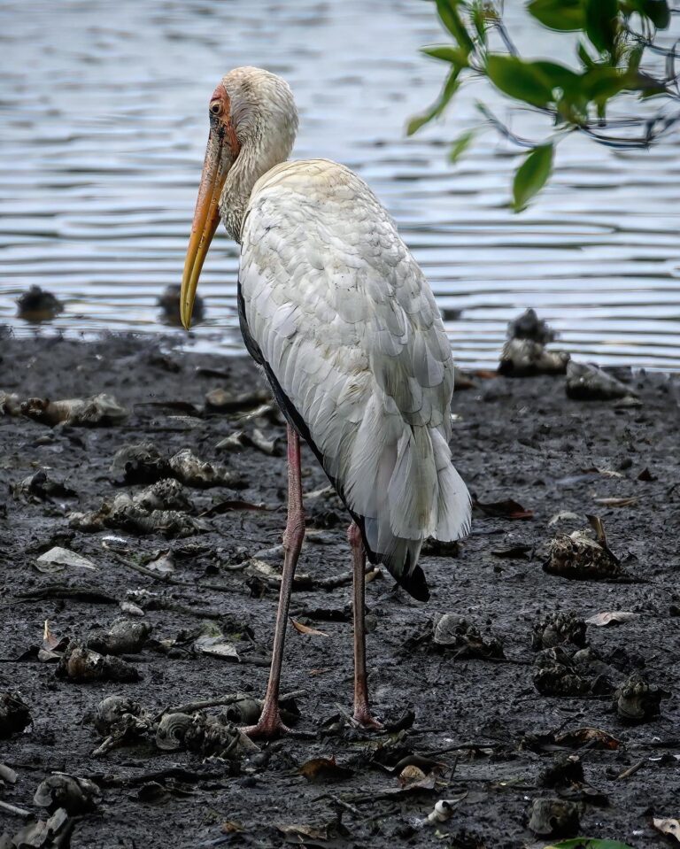 A couple of Milky Storks, probably escapees from the Singapore Zoo… Can you sit like the one on the second…, image 1