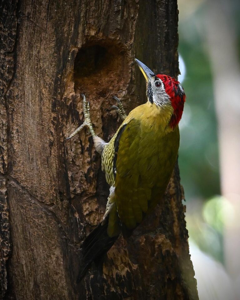 Male Laced Woodpecker diligently digging his nest, image 1