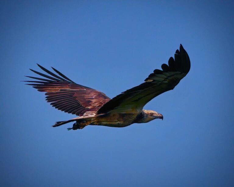 Bird experts, is this a juvenile White-bellied Sea Eagle?