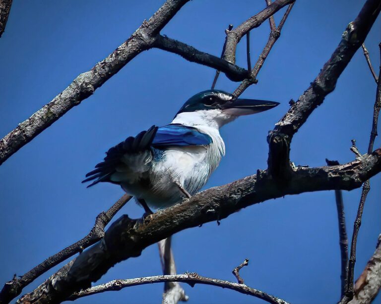Collared Kingfisher