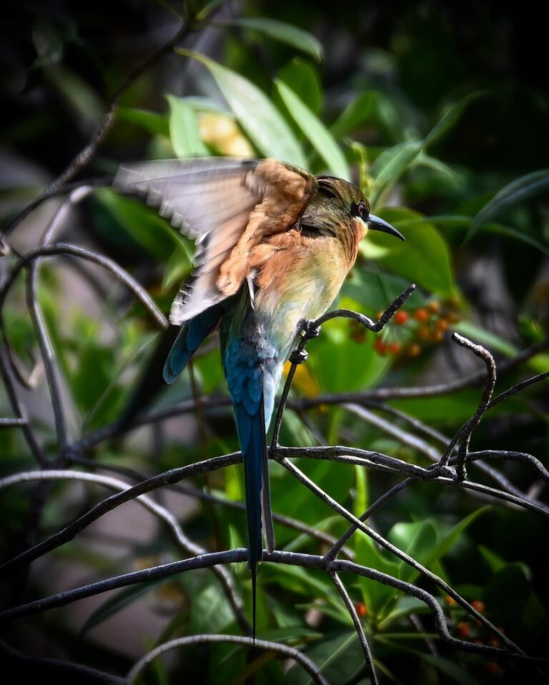 Blue-tailed Bee-eater, fighting against the wind