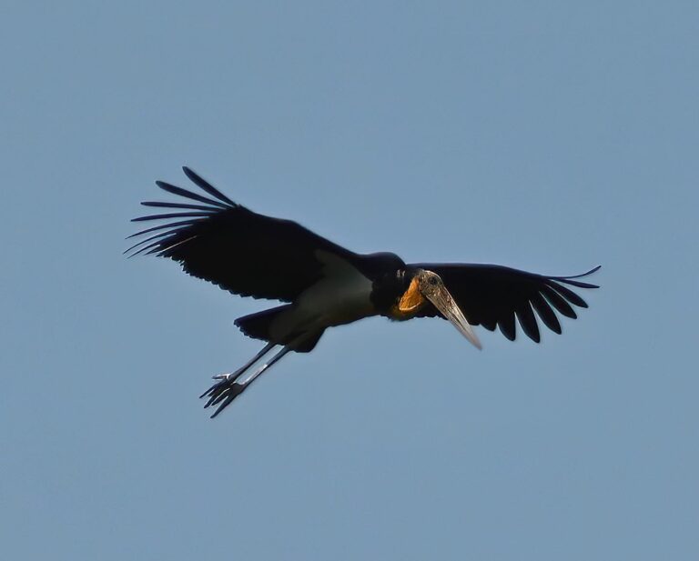 The beautiful circular flight of the Lesser Adjutants, taken from very far away…, image 1