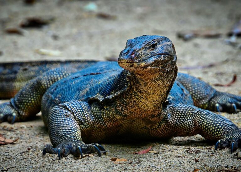 Monitor lizard