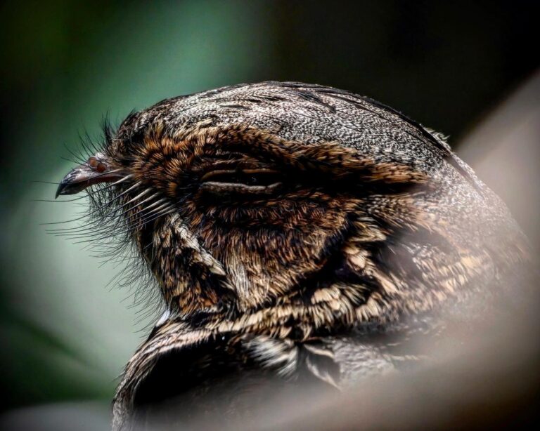 Rather common, yet invisible Nightjar, image 1