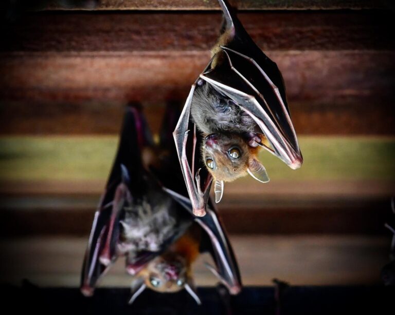Lesser Dog-faced Bat mommies hiding their babies between their wings, image 1