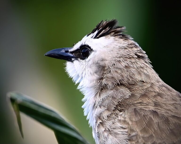 Portrait of a Yellow-vented Bulbul, image 1