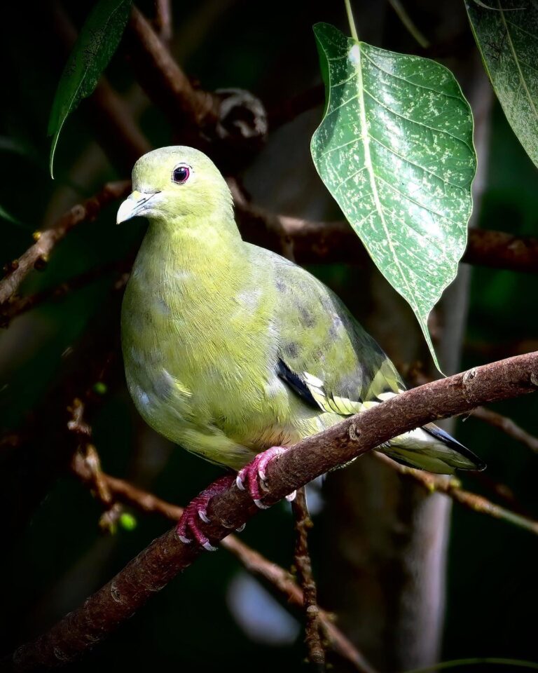 Pink-necked Green Pigeon. Female on the first pic, male on the second one (sorry, couldn’t find a proper…, image 1