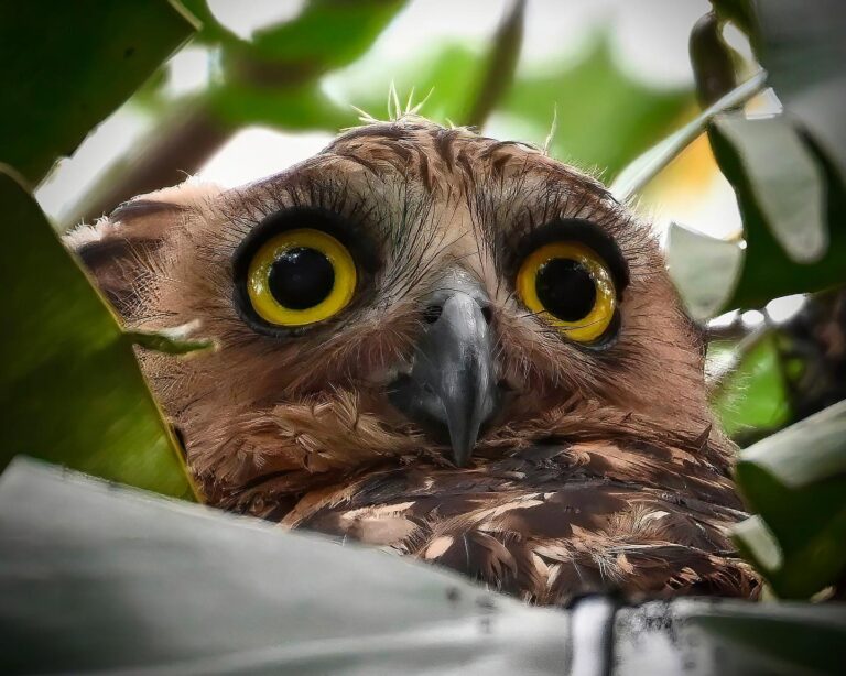 Hide and seek with a juvenile Buffy Fish Owl slowly waking up and emerging from the nest, image 1