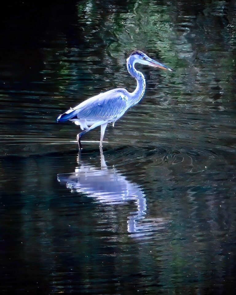 Serendipity - This pic of a Grey Heron is a fail: too far, too shaky, too blurry... Yet, in the end, it…