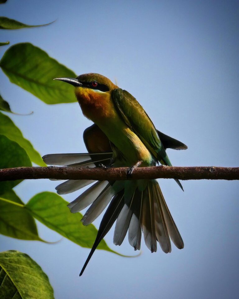 Yet another Blue-tailed Bee-eater