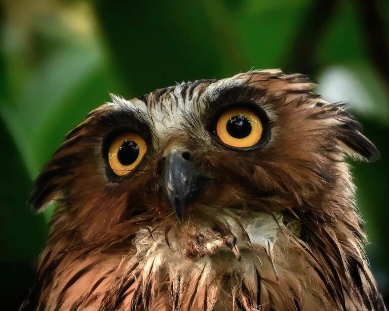 Portrait of a Buffy Fish Owl