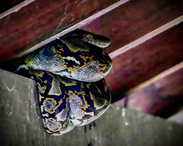 And under the same roof, just a few metres away from the bats...a Reticulated Python