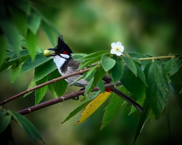 Red-Whiskered Bulbul, image 1