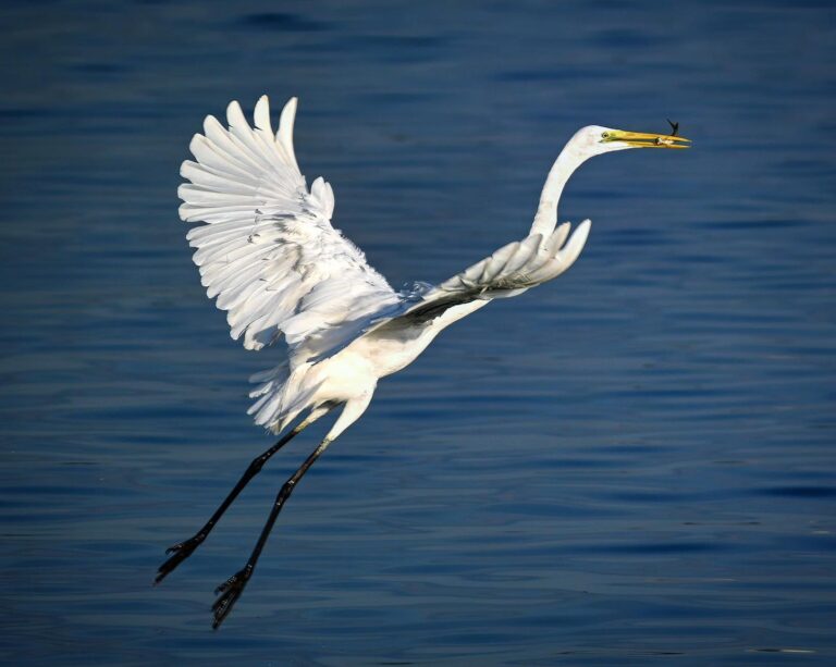 Great Egret flying from Singapore towards Malaysia. May this Chinese New Year see the reopening of…