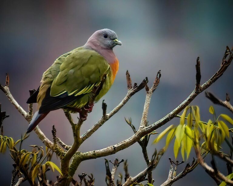 Pink-necked Green Pigeon