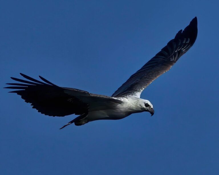 White-bellied Sea Eagle