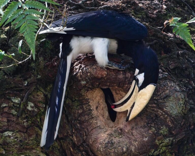 Father Hornbill feeding his baby, image 1