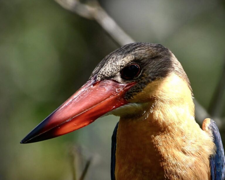 Portrait of a Stork-billed Kingfisher, image 1