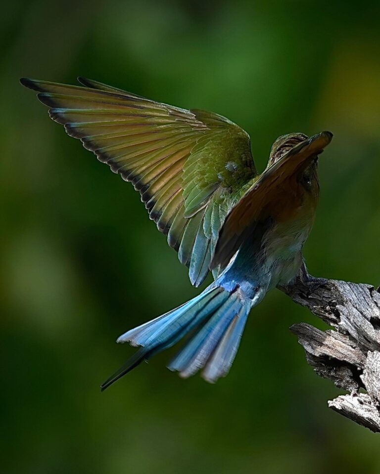 The beautiful wingspan of the Blue-tailed Bee-eater, image 1