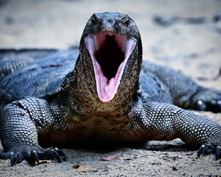 Fear the appetite of the Dragon!