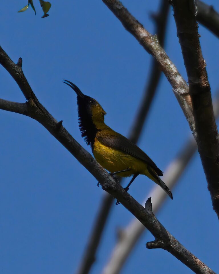 Olive-backed Sunbird, image 1