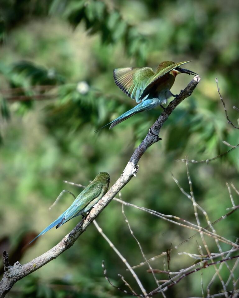 It takes two to Tango, with the Blue-tailed Bee-eater, image 1