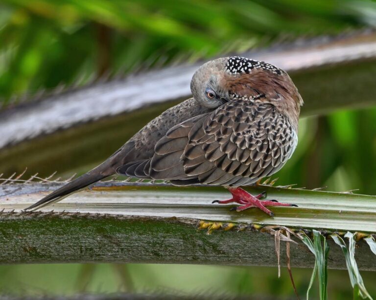 Upside-down shy Spotted Dove, image 1