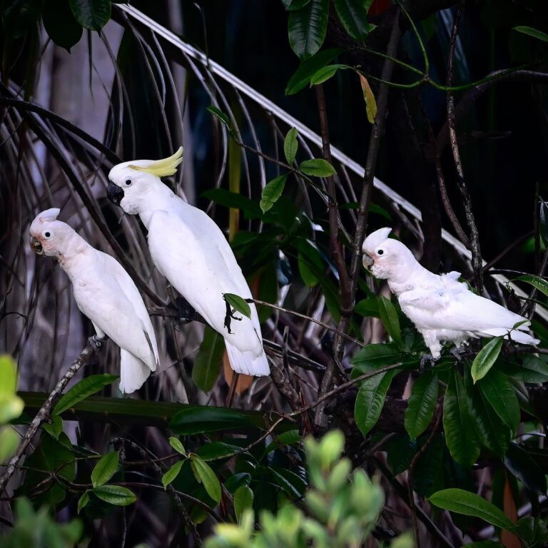 After a few months of absence, Parrots are back! Tanimbar Corellas, living in an “interracial flock” with…, image 1