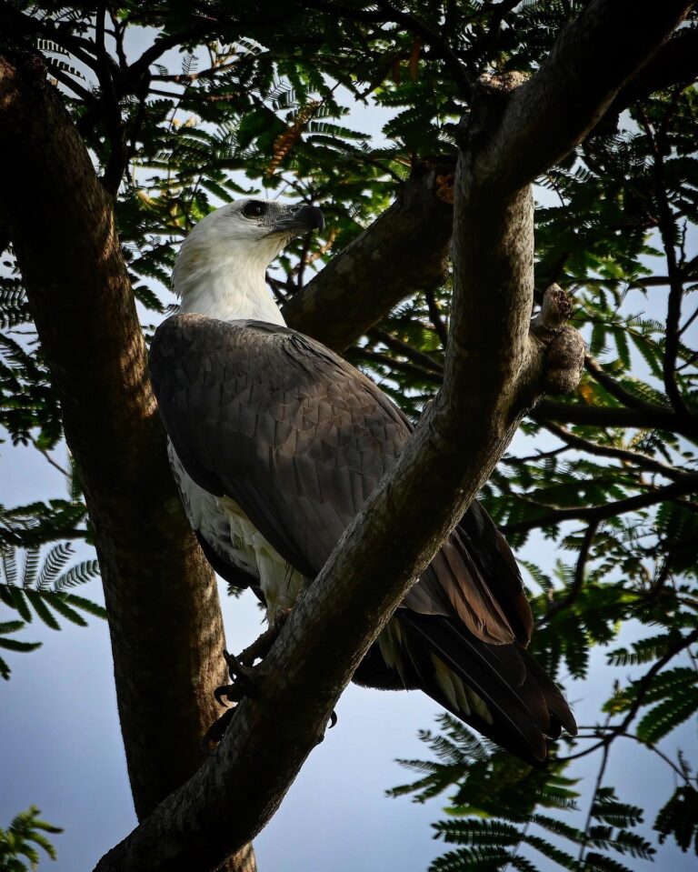 White-bellied Sea Eagle: before coming back to the nest, he sits for a while on another branch and watches…, image 1